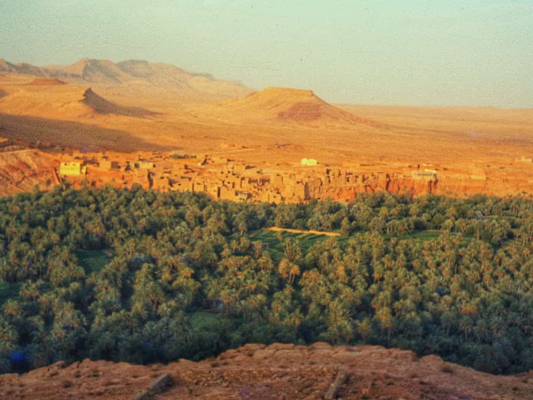Palmenhain am Fuße eines Ksar in Marokko