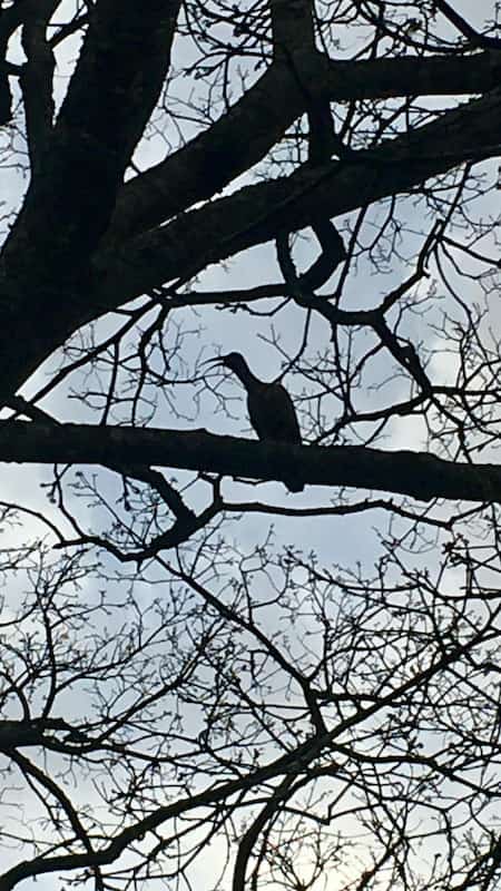 Ibis im Baum