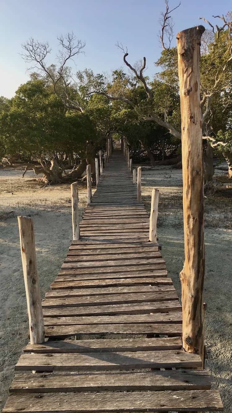 Mida Creek Boardwalk durch die Mangroven