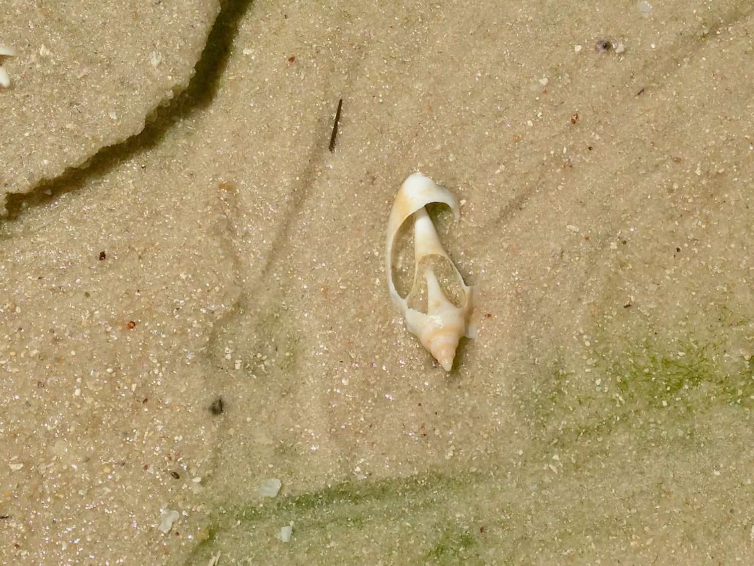 Tiwi Beach Muschel im Sand
