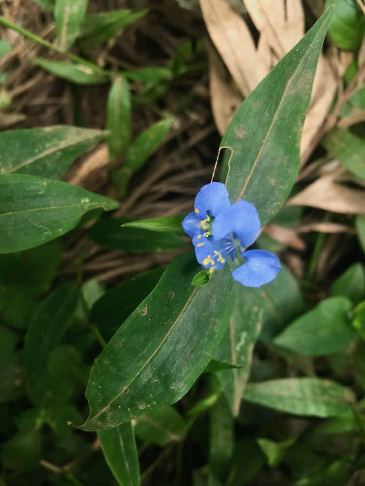 Die ersten winzigen blauen Blüten kündigen die nahe Regenzeit an