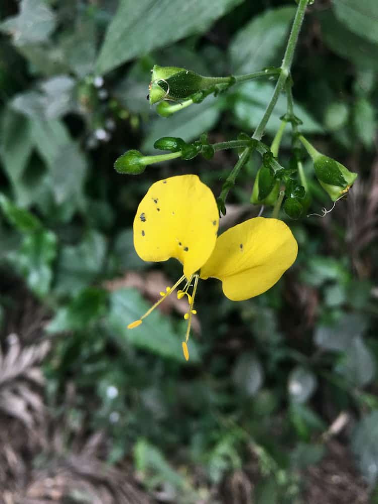 Filigrane gelbe Blüten zeigen sich im saftigen Grün