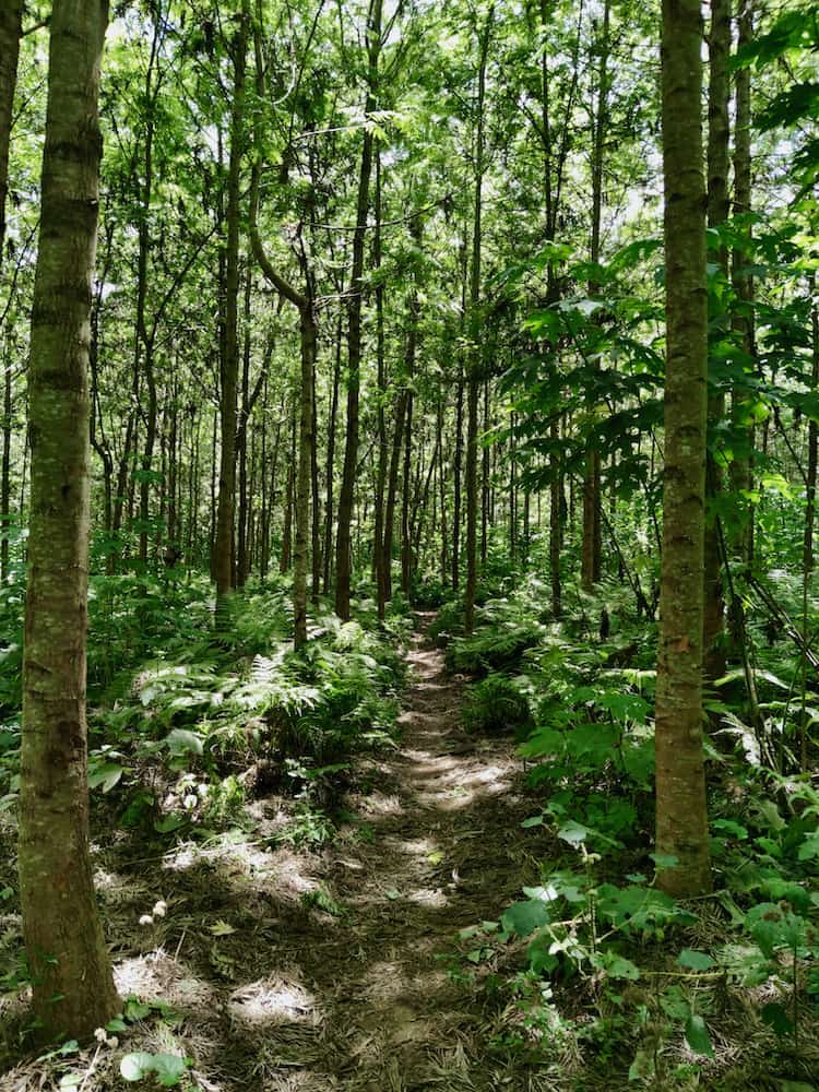 Im Wald des Mount Meru Forest Reserve