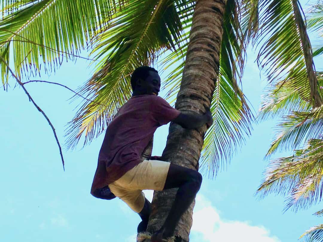 Twiga Lodge - Said erntet frische Kokosnüsse